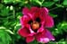 Rockii Peony: DIE LIAN HUA